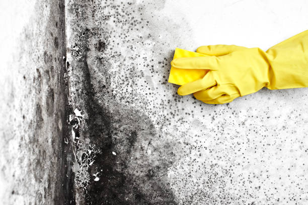 Best Local Mold Removal Service  in Hardeeville, SC