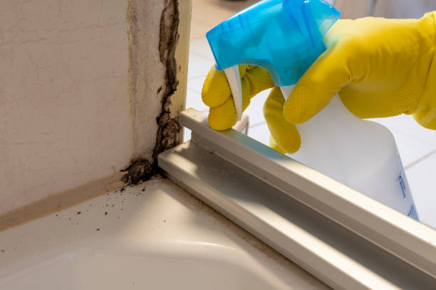 Best Attic Mold Removal  in Hardeeville, SC