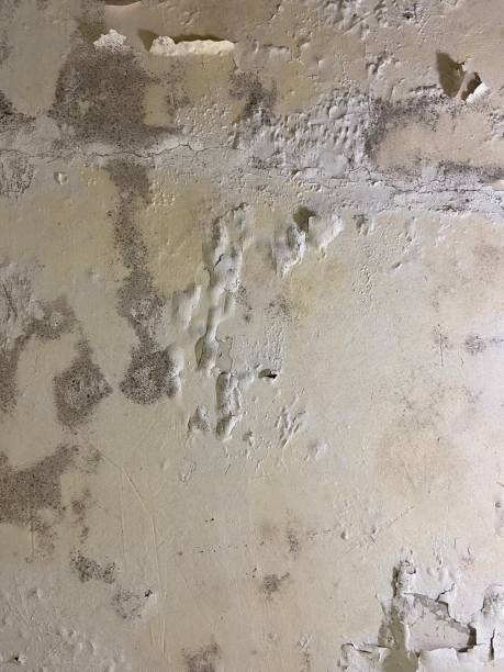 Best Crawl Space Mold Removal  in Hardeeville, SC