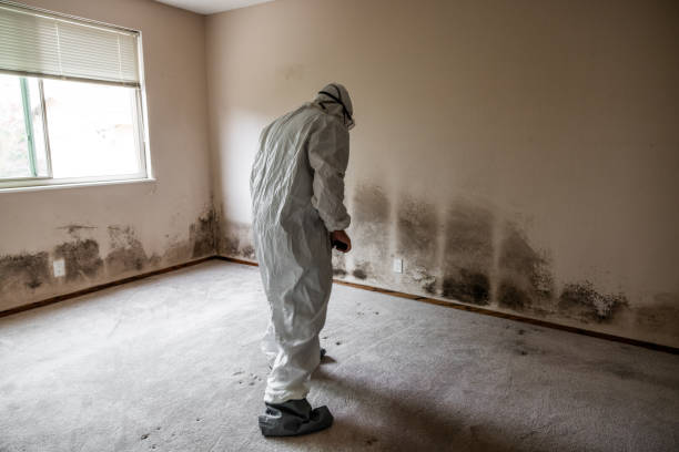 Best Same-Day Mold Removal  in Hardeeville, SC
